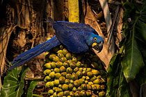 Hyacinth macaw (Anodorhynchus hyacinthinus) feeding on palm nuts, Pantanal, Brazil.