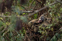 South American coatis (Nasua nasua) in their roost nest at Iguassu Falls, Brazil