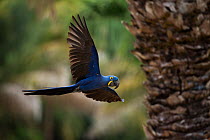 Hyacinth macaw (Anodorhynchus hyacinthinus) in flight Pantanal, Brazil.