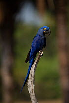 Hyacinth macaw (Anodorhynchus hyacinthinus) Pantanal, Brazil.