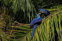 Hyacinth macaws (Anodorhynchus hyacinthinus) fight in palm tree, Pantanal, Brazil.