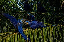 Hyacinth macaws (Anodorhynchus hyacinthinus) fight in palm tree, Pantanal, Brazil.