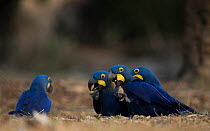 Hyacinth macaws (Anodorhynchus hyacinthinus) feed on palm nuts, Pantanal, Brazil.
