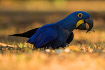 Hyacinth macaw (Anodorhynchus hyacinthinus) feed on palm nuts, Pantanal, Brazil.
