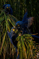 Hyacinth macaws (Anodorhynchus hyacinthinus) feed on palm nuts, Pantanal, Brazil.