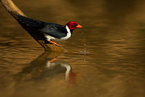 Yellow billed cardinal (Paroaria capitata) drinks Pantanal, Brazil.
