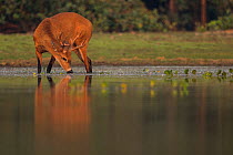 Marsh deer (Blastocerus dichotomus) drinking water Pantanal, Brazil.