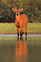 Marsh deer (Blastocerus dichotomus) in water Pantanal, Brazil.