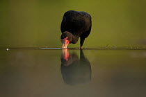 A Bare faced ibis (Phimosus infuscatus) feeds in water Pantanal, Brazil.