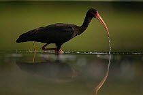 Bare faced ibis (Phimosus infuscatus) feeding in water Pantanal, Brazil.