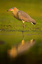 Whistling heron (Syrigma sibilatrix) Pantanal, Brazil.