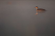 Sungrebe (Heliornis fulica) on water, Pantanal, Brazil.