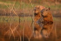 Capybara (Hydrochoerus hydrochaeris) resting in water, Pantanal, Brazil.