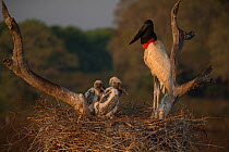 Jabiru stork (Jabiru mycteria) male at the nest with its chicks, Pantanal, Brazil.