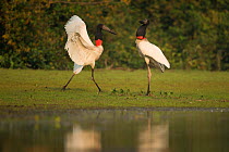 Jabiru storks (Jabiru mycteria) pair, courtship at water&#39;s edge, Pantanal, Brazil.