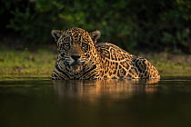 Jaguar (Panthera onca) male cooling off in a waterhole at a cattle ranch. The ranch owner is paid compensation by a tour operator for each cattle killed by jaguars, the waterhole will soon be opened u...