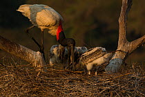 Jabiru stork (Jabiru mycteria) male at the nest, feeding its chicks, Pantanal, Brazil.