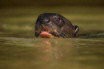 Giant otter (Pteronura brasiliensis) swim, Rio Cuiaba, Brazil