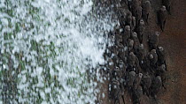 Great dusky swifts (Cypseloides senex) roosting behind one of the falls at Iguassu Falls, Brazil