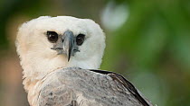 Harpy eagle (Harpia harpyja) juvenile, Amazon, Brazil.
