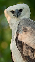Harpy eagle (Harpia harpyja) juvenile, Amazon, Brazil.