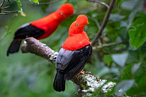Andean cock-of-the-rock (Rupicola peruvianus), two males perched in tree at lek in mid-altitude montane rainforest. Manu Biosphere Reserve, Amazonia, Peru.