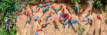 Red-and-green macaw (Ara chloropterus) flock feeding at wall of clay lick. Manu Wildlife Center, Manu Biosphere Reserve, Amazonia, Peru.