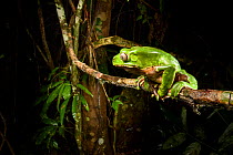 Giant monkey frog / leaf frog (Phyllomedusa bicolor) sitting on branch at nighht in canopy. Lowland Amazon rainforest, Manu Biosphere Reserve, Peru.