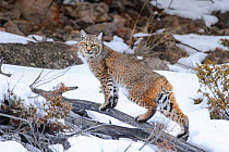 Bobcat (Lynx rufus) standing on branch in snow. Madison River Valley, Yellowstone National Park, Wyoming, USA. January.