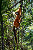 Red ruffed lemur (Varecia rubra), female climbing in lowland rainforest understorey. Masoala National Park, north east Madagascar.