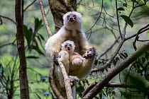 Silky sifaka (Propithecus candidus) female with baby sitting amongst branches in understorey of mid-altitude montane rainforest. Marojejy National Park, north east Madagascar.