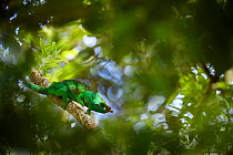 Parson&#39;s chameleon (Calumma parsonii), male hunting in forest canopy. Mitsinjo Forest, Andasibe-Mantadia National Park, eastern Madagascar.