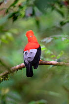 Andean cock-of-the-rock (Rupicola peruvianus), male at a lek in mid-altitude montane rainforest. Manu Biosphere Reserve, Amazonia, Peru.