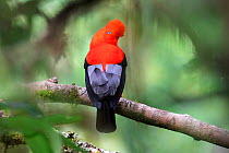 Andean cock-of-the-rock (Rupicola peruvianus), male at a lek in mid-altitude montane rainforest. Manu Biosphere Reserve, Amazonia, Peru.