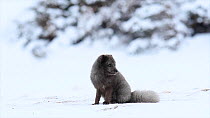 Arctic fox (Vulpes lagopus) sitting on snow, looking around and sniffing, blue colour morph, Hornstrandir Nature Reserve, Iceland, March.