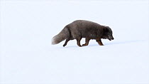 Arctic fox (Vulpes lagopus) running in snow, blue colour morph, Hornstrandir Nature Reserve, Iceland, March.