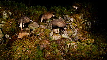 Badgers (Meles meles) foraging near a dry stone wall in a woodland, Cairngorms National Park, Scotland. Filmed using a camera trap.