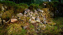 Badgers (Meles meles) foraging near a dry stone wall in a woodland, Cairngorms National Park, Scotland. Filmed using a camera trap.