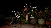 Red fox (Vulpes vulpes) and domestic cat in urban garden, Greater Manchester, UK, August 2017. Filmed using a camera trap.