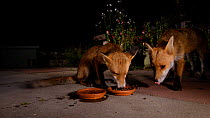 Juvenile Red fox (Vulpes vulpes) interacting with and trying to play with an adult  in an urban garden, Greater Manchester, UK, August. Filmed using a camera trap.
