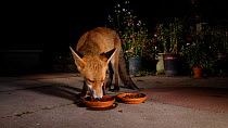 Red fox (Vulpes vulpes) feeding from a dish in an urban garden, Greater Manchester, UK, August. Filmed using a camera trap.