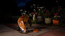 Red fox (Vulpes vulpes) sniffing around and feeding from a dish in an urban garden, Greater Manchester, UK, August. Filmed using a camera trap.