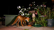 Red fox (Vulpes vulpes) feeding in an urban garden, with a Hedgehog (Erinaceus europaeus) rolled up defensively nearby, Greater Manchester, UK, August. Filmed using a camera trap.
