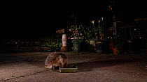 Hedgehog (Erinaceus europaeus) feeding in an urban garden, frightened away by an approaching Red fox (Vulpes vulpes), Greater Manchester, UK, August. Filmed using a camera trap.