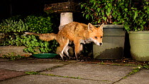 Red fox (Vulpes vulpes) with mange sniffing and marking in an urban garden, Greater Manchester, UK, August. Filmed using a camera trap.