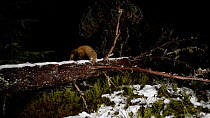Pine marten (Martes martes) forging near a fallen Scots pine (Pinus sylvestris), Black Isle, Scotland, UK. February. Filmed using a camera trap.
