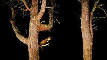 Pine marten (Martes martes) leaping between trees at night, Black Isle, Scotland, UK. February. Filmed using a camera trap.