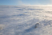 Mountain hare (Lepus timidus) in extreme winds with spin drifts of snow, Cairngorms National Park, Scotland, UK, February 2018. Winner of the Animals in their Environment Category of the British Wildl...