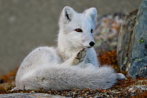 Arctic fox (Vulpes lagopus), juvenile scratching whilst lying down. Dovrefjell National Park, Norway. September.
