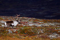 Mountain reindeer (Rangifer tarandus) standing in tundra. Forollhogna National Park, Norway. September 2018.